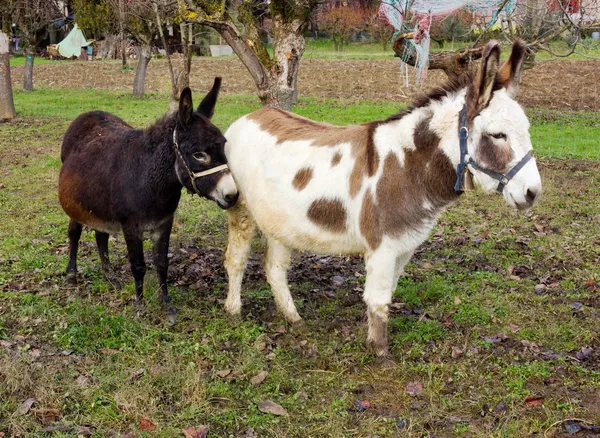 Donkeys — Stock Photo, Image