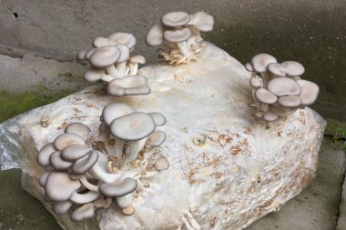Oyster mushroom cultivation clipart