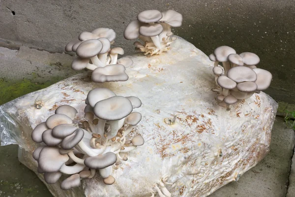굴 버섯 재배 — 스톡 사진