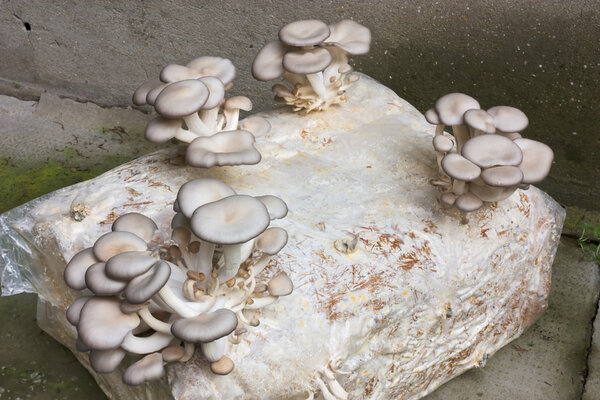 Oyster mushroom cultivation