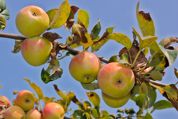 stock image Apples