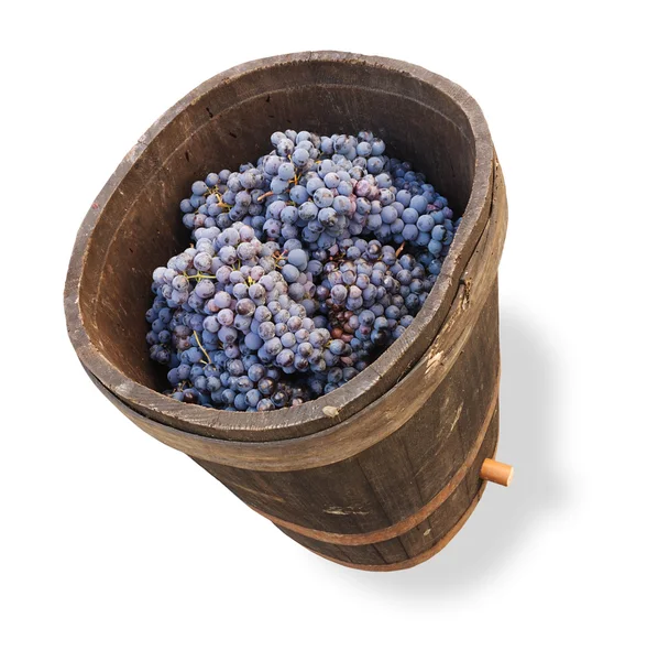 Stock image Tub with grapes - clipping path