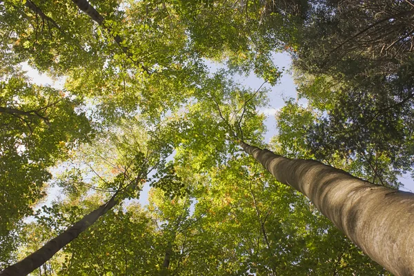 stock image Trees at spring