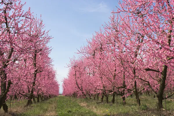 Çiçekli ağaçlar ile çiftlik — Stok fotoğraf