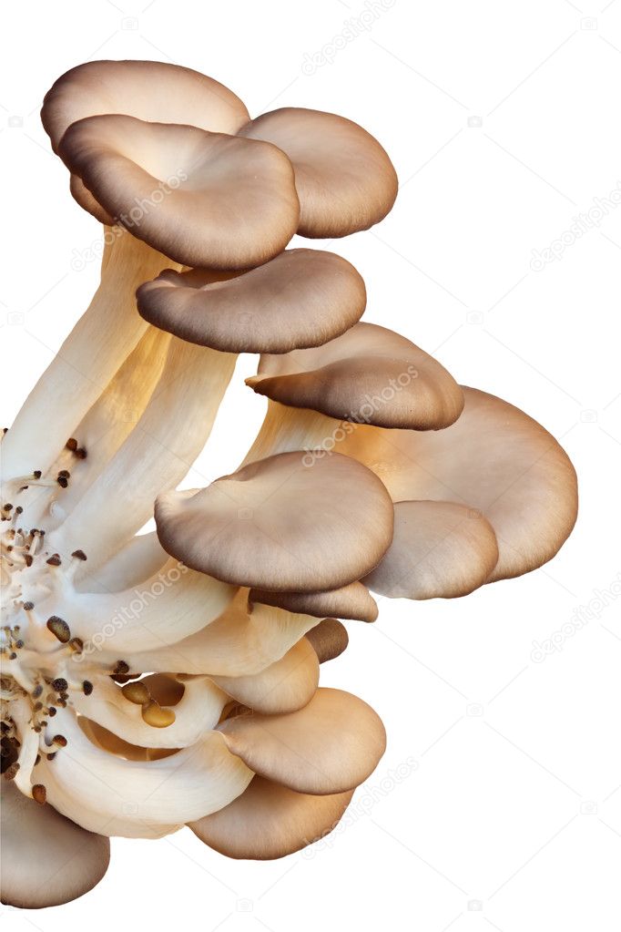 Oyster mushroom - clipping path