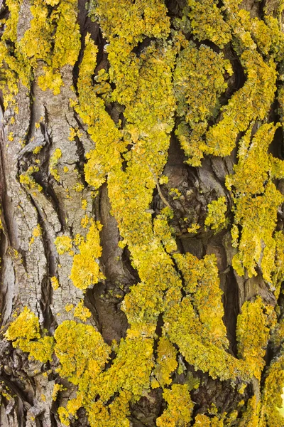 Yellow lichen — Stock Photo, Image