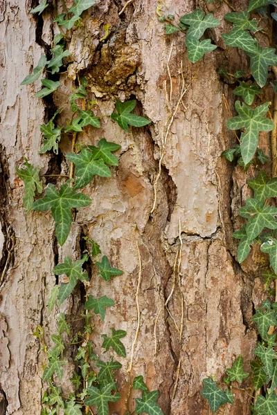 Ivy on bark — Stock Photo, Image