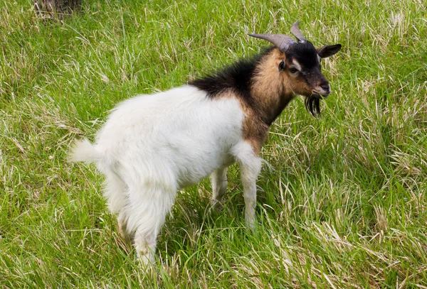 stock image Domestic goat