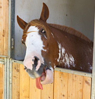 Horse put his tongue out clipart