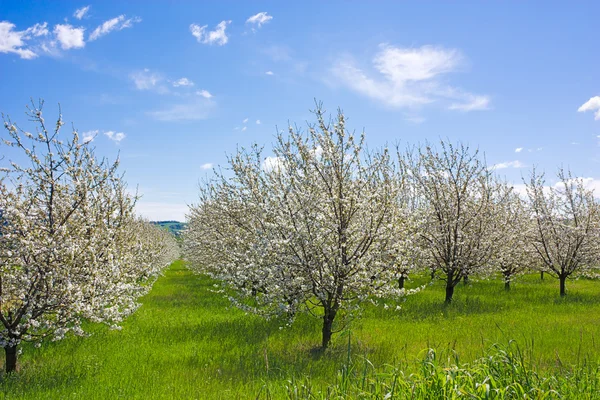 Bauernhof mit blühenden Bäumen — Stockfoto
