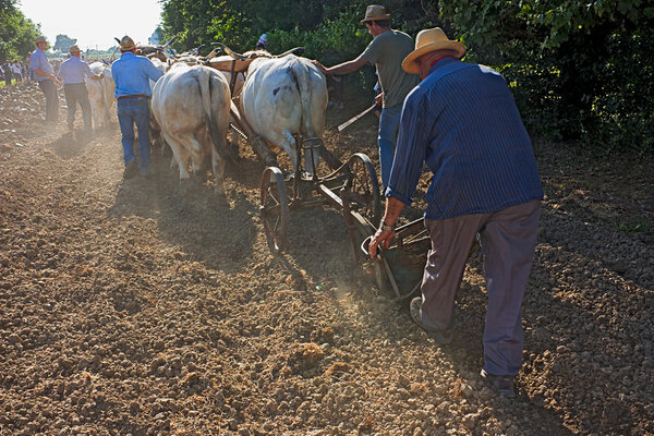 Plowing with bullocks