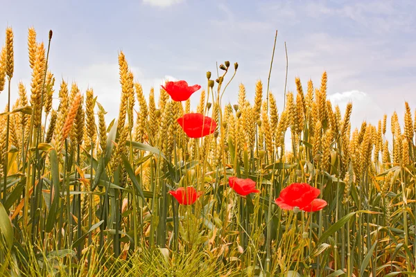 stock image Field of wheat