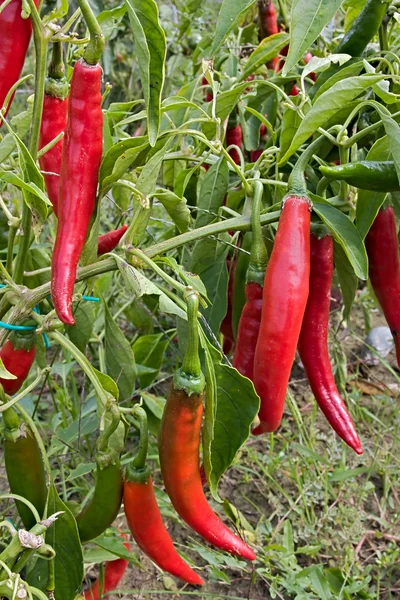 stock image Chili pepper