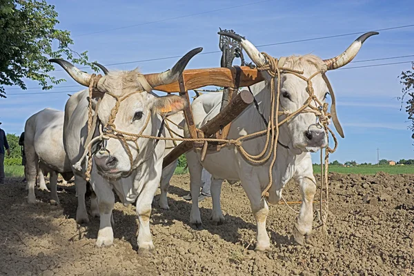 Plowing with bullocks Royalty Free Stock Images