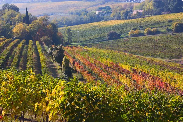 イタリアのブドウ園 ストック写真