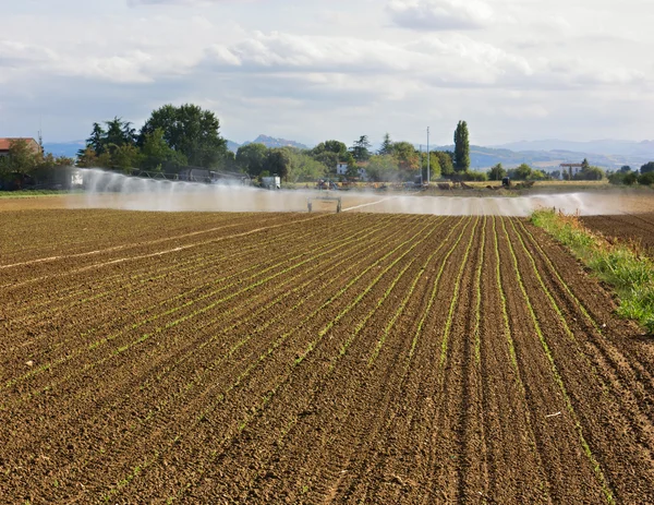 Field irrigation — Stock Photo, Image
