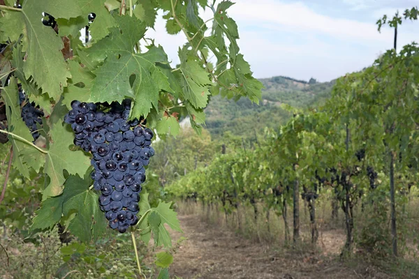 イタリアのブドウ園 — ストック写真