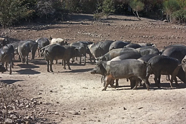 stock image Italian breed of pigs