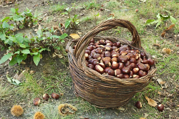 Zbieranie kasztanów — Zdjęcie stockowe