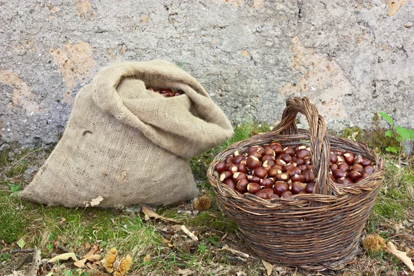 Zbieranie kasztanów — Zdjęcie stockowe