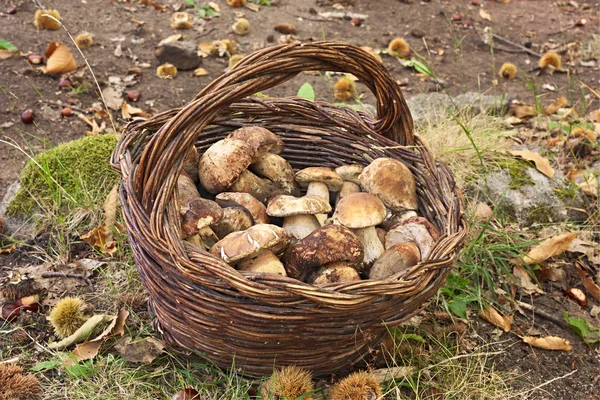 Colheita de cogumelos — Fotografia de Stock