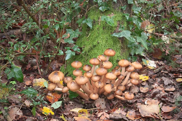 Honey mushroom — Stock Photo, Image