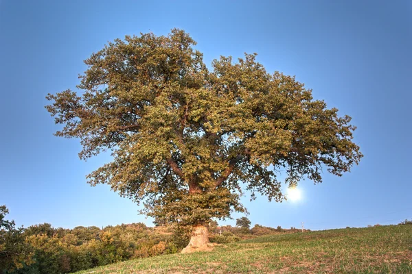 stock image Oak on the hill