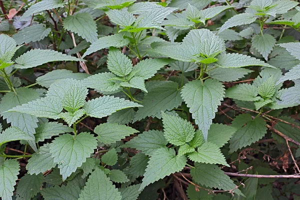 stock image Stinging nettle