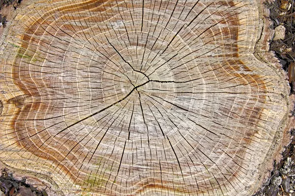 树的树桩 — 图库照片