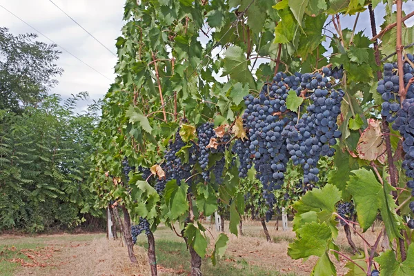 Italiaanse wijngaard — Stockfoto