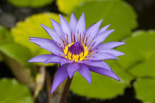 stock image Water purple lily