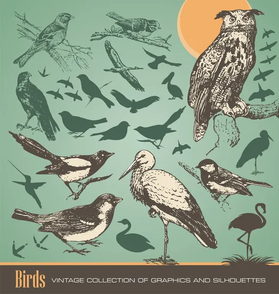 Conjunto de elementos de diseño de aves — Archivo Imágenes Vectoriales
