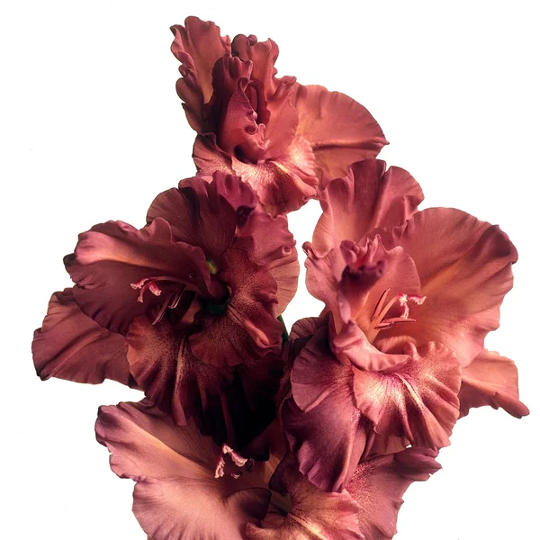 Terracotta gladiolus — Stock Photo, Image