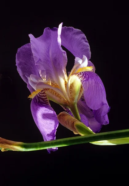 stock image Violet iris