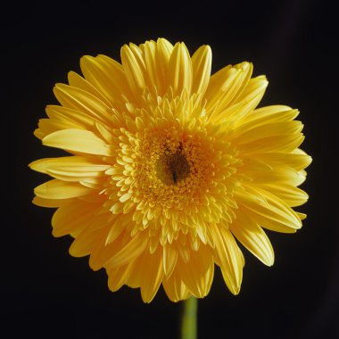 Sarı gerbera