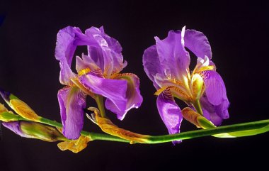 Violet iris clipart