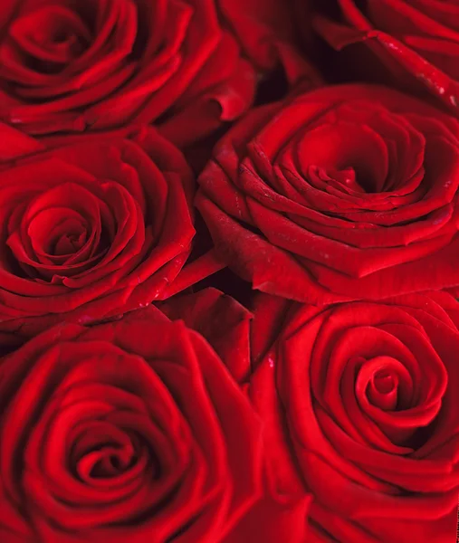 Красные розы Лицензионные Стоковые Фото