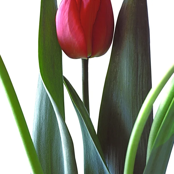 Red tulip flower — Stock Photo, Image