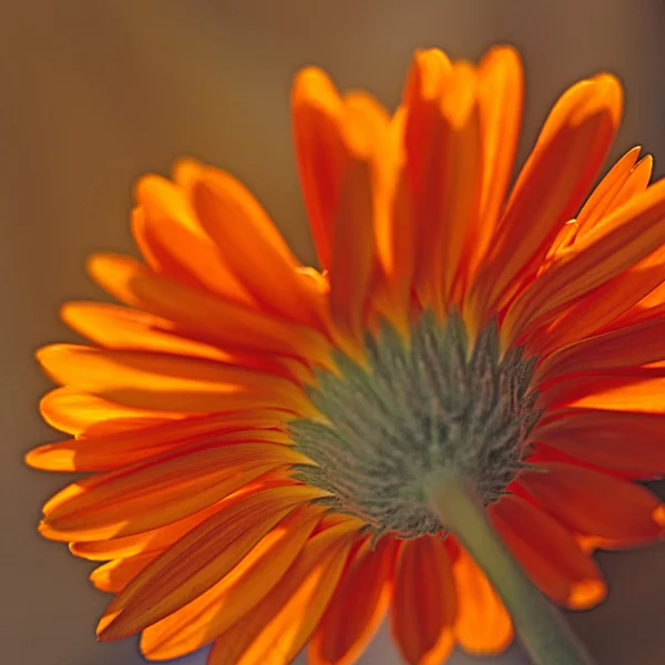 橙色非洲菊 免版税图库图片
