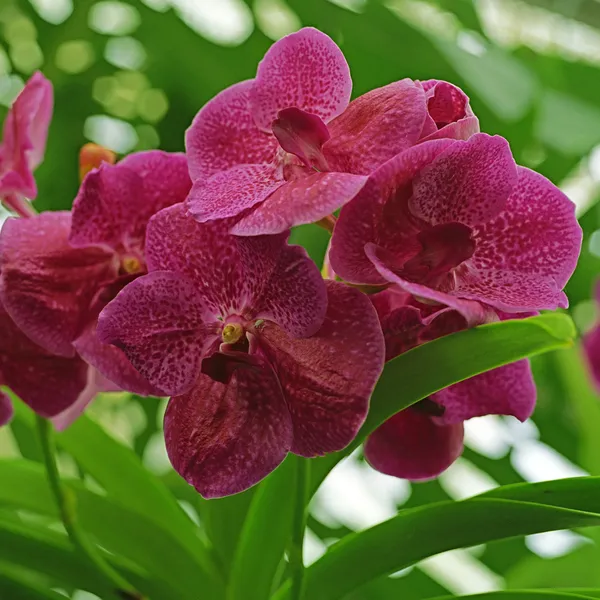粉红色 orhids 图库图片