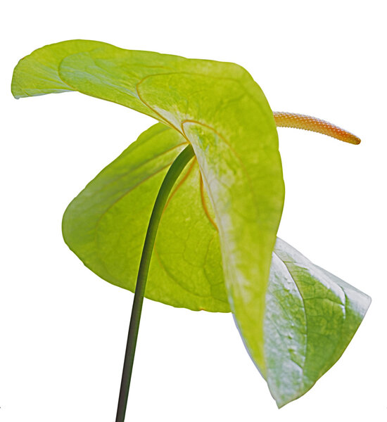 Anthurium