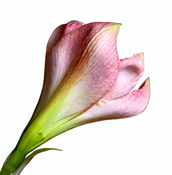Różowy amarilis — Zdjęcie stockowe