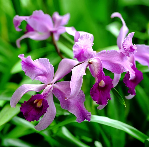 Фиолетовые орхидеи Стоковое Фото