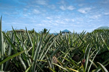 ananas alan Tayland