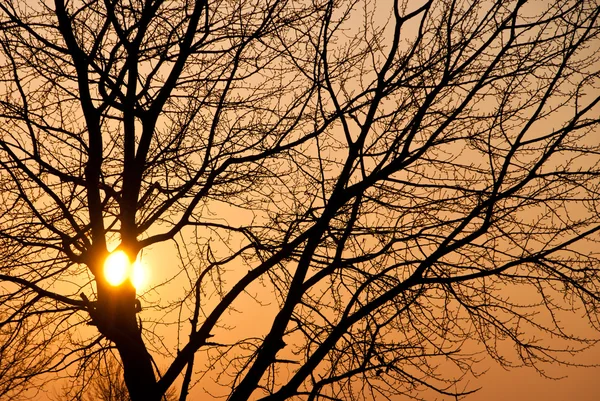 stock image Sunset and a tree