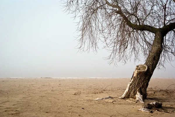 Baum an einem Ufer — Stockfoto