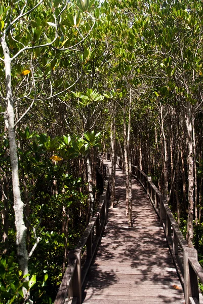 桥跨的红树林 — 图库照片