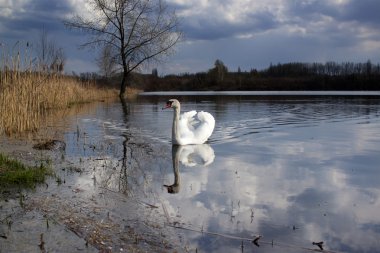 Beautiful swan clipart