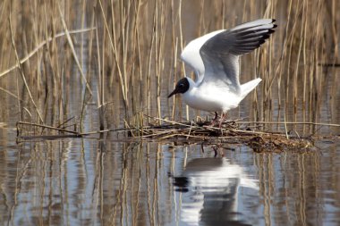 Black headed gull clipart