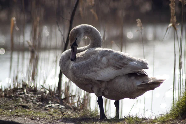 Swan met lange hals — Stockfoto